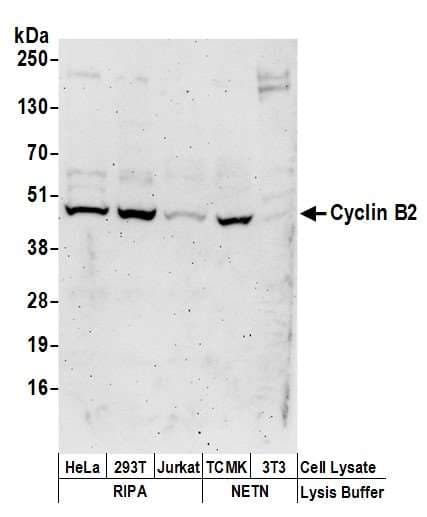 CCNB2 / Cyclin B2 Antibody (aa1-50)