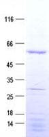 Human CDCA1 / NUF2 Protein (Recombinant His, N-Terminal)