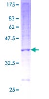 Human NDUFB3 Protein (Recombinant GST)
