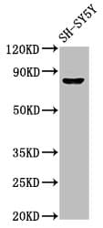 Polyclonal Rabbit anti-Human NXF / NPAS4 Antibody (IHC, WB)