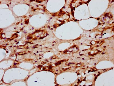 HIST1H2AI Antibody