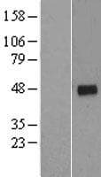 Human CCNG2 / Cyclin G2 Protein (Over-Expression Lysate Myc-DDK (Flag))