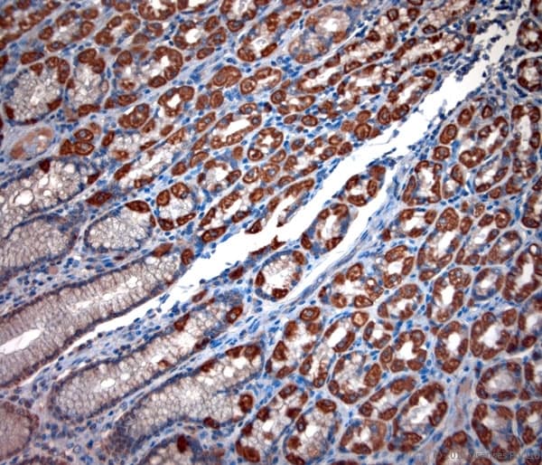 TPC2 / TPCN2 Antibody (aa700-752)