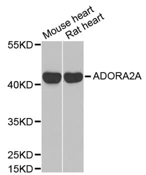 ADORA2A/Adenosine A2A Receptor Antibody