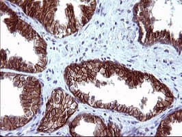 EPCAM Antibody (clone OTI1H9)