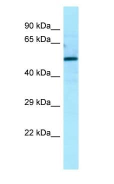 KIAA0652 / ATG13 Antibody (aa80-129)