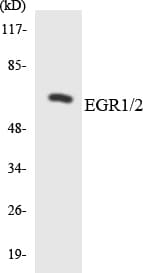 EGR1 + EGR2 Antibody (aa360-409)