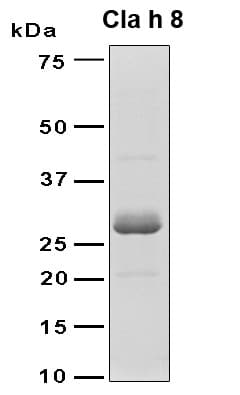 Cladosporium herbarum Mannitol 2-dehydrogenase [NADP+], Allergen Cla h 8 Protein (Recombinant 6His, N-terminus)