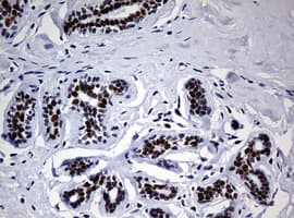NBN / Nibrin Antibody (aa183-460, clone OTI2F5, Carrier-free)