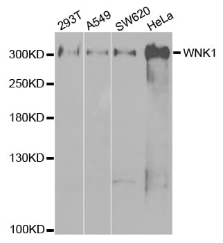 WNK1 Antibody