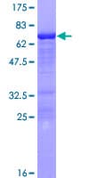 Human AF5Q31 / AFF4 Protein (Recombinant GST)