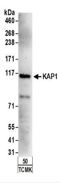 TRIM28 / KAP1 Antibody (aa1-50)