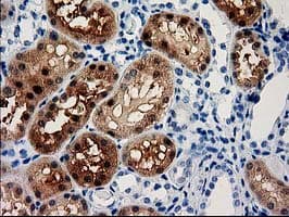 ACY3 Antibody (clone OTI2F1)