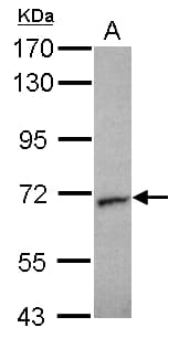 STXBP2 Antibody (aa101-371)