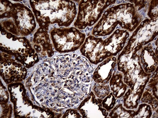 UQCRFS1 Antibody (aa79-274, clone OTI4H8, Carrier-free)