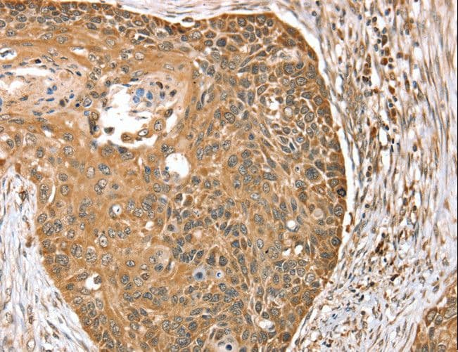MORF4L1 / MRG15 Antibody