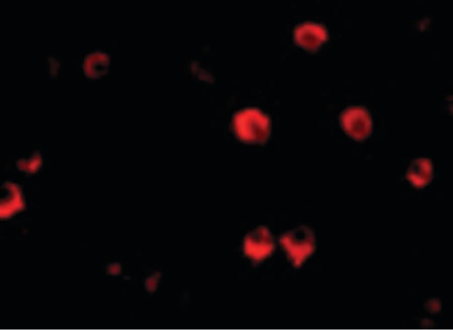IHC-plus™ AES / Groucho Antibody