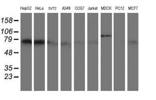 AICAR / ATIC Antibody (clone OTI4A10)