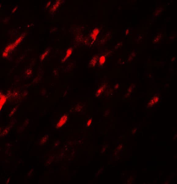 IHC-plus™ ANGPTL3 Antibody