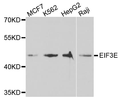 EIF3E Antibody
