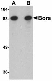 IHC-plus™ C13orf34 / BORA Antibody
