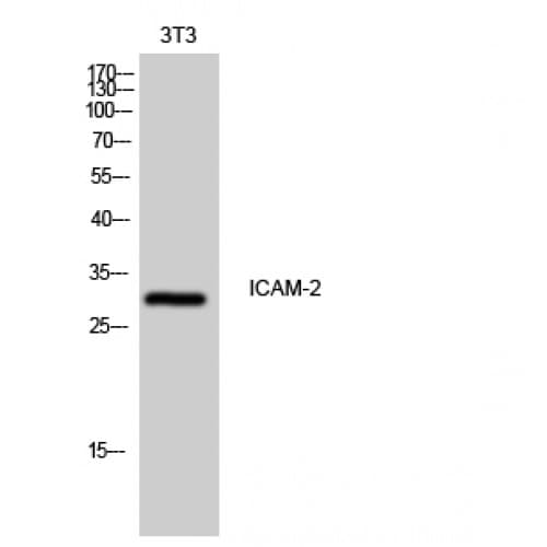 ICAM2 / CD102 Antibody (120-200 aa, Internal)