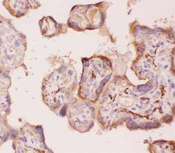 ANG2 / Angiogenin 2 Antibody (aa19-348)