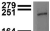 Monoclonal Mouse anti-Mouse DICER1 / Dicer Antibody (clone S167-7, WB)