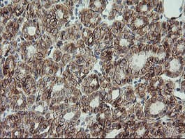 CDH2 / N Cadherin Antibody (clone OTI3B10, Carrier-free)