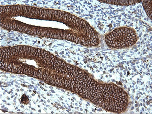 Monoclonal Mouse anti-Human SCAMP2 Antibody (clone OTI1H10, IHC, WB)