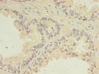 CEP63 Antibody (aa1-495)