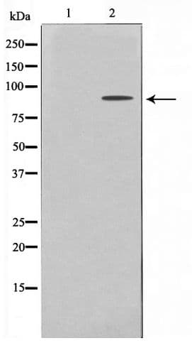 Polyclonal Rabbit anti-Human EPS8L2 Antibody (WB)