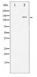 EGFR Antibody