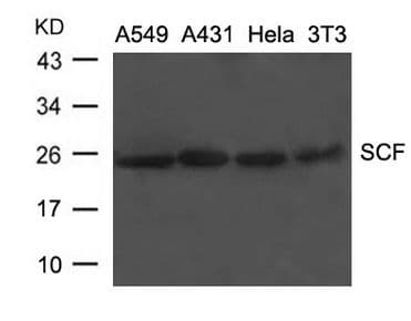 Polyclonal Rabbit anti-Human KITLG / SCF Antibody (WB)
