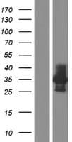 CD33 Protein (Over-Expression Lysate Myc-DDK (Flag))