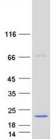 Human SPRED3 Protein (Recombinant Myc-DDK (Flag))