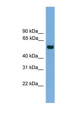 CLK1 / CLK Antibody (aa35-84)