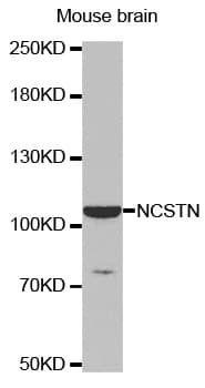 NCSTN / Nicastrin Antibody
