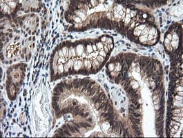 LZIC Antibody (clone OTI5E3)