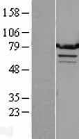 ARG99 / OLF Protein (Over-Expression Lysate Myc-DDK (Flag))