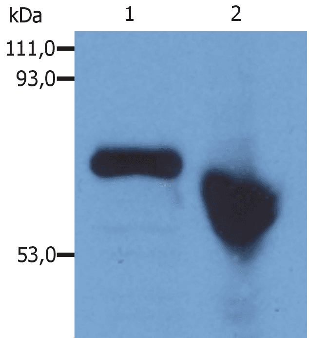 Alpha-Fetoprotein Antibody (clone AFP-01)