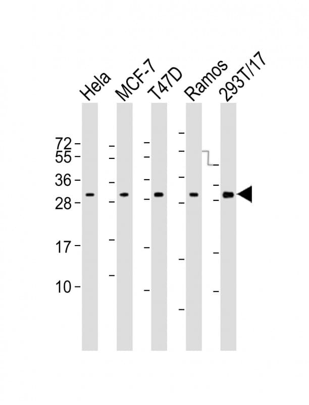 Monoclonal Mouse anti-Human RPA2 / RFA2 / RPA34 Antibody (clone 1591CT183.68.6, WB)