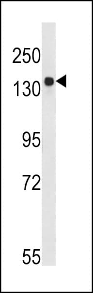 IHC-plus™ ARID3B Antibody (aa409-439)