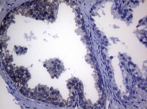 Monoclonal Mouse anti-Human SHMT / SHMT2 Antibody (clone OTI1E6, IHC)