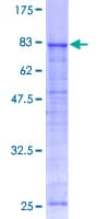 Human ATP6V1A1 / ATP6V1A Protein (Recombinant GST)