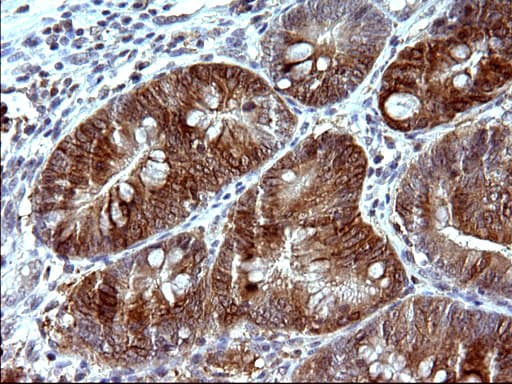 EMC8 / COX4NB Antibody (clone OTI1D6)