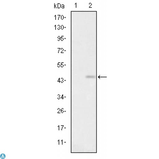 GRIA3 / GLUR3 Antibody