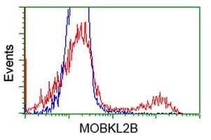 MOBKL2B / MOB3B Antibody (clone OTI1A3, Carrier-free)