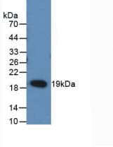 TNFSF11 / RANKL / TRANCE Antibody