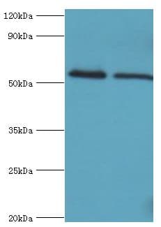 TRIM27 Antibody (aa214-513)